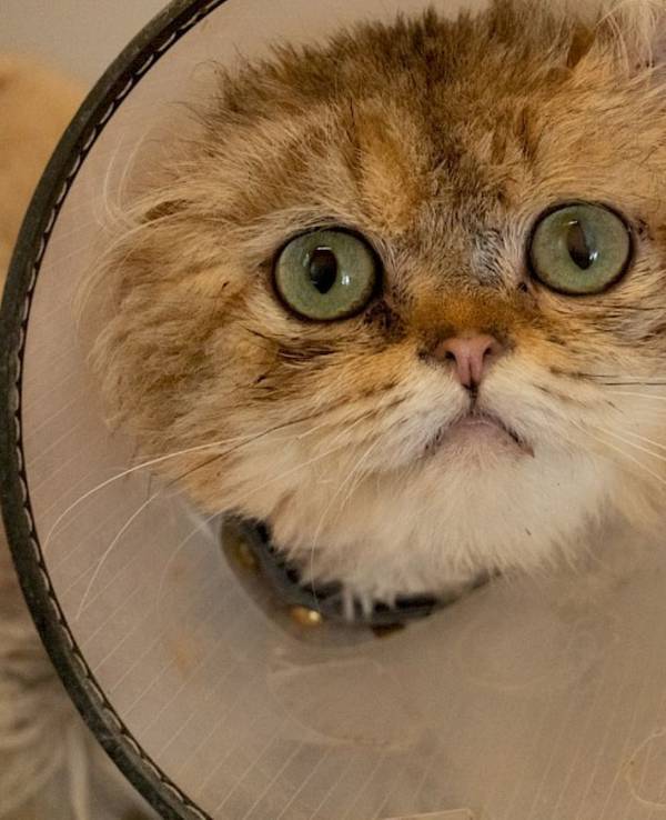 Kater Lio trägt eine Halskrause, weil er sich seinen Schwanz verletzt hat.
