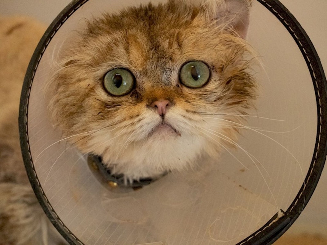 Kater Lio trägt eine Halskrause, weil er sich seinen Schwanz verletzt hat.