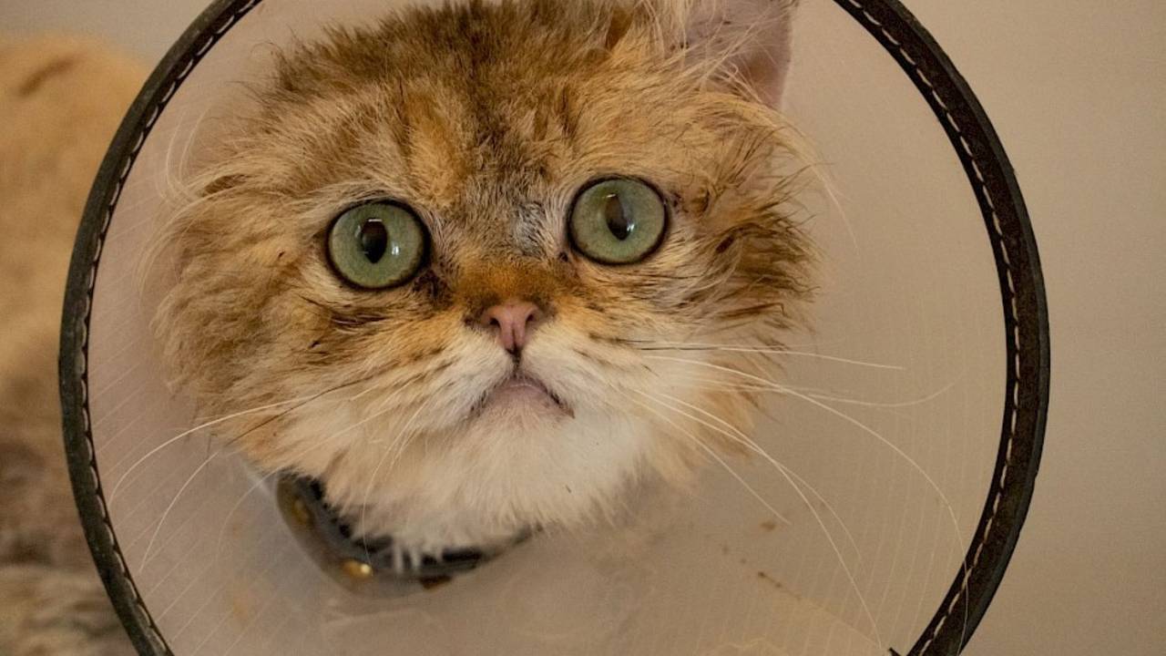 Kater Lio trägt eine Halskrause, weil er sich seinen Schwanz verletzt hat.