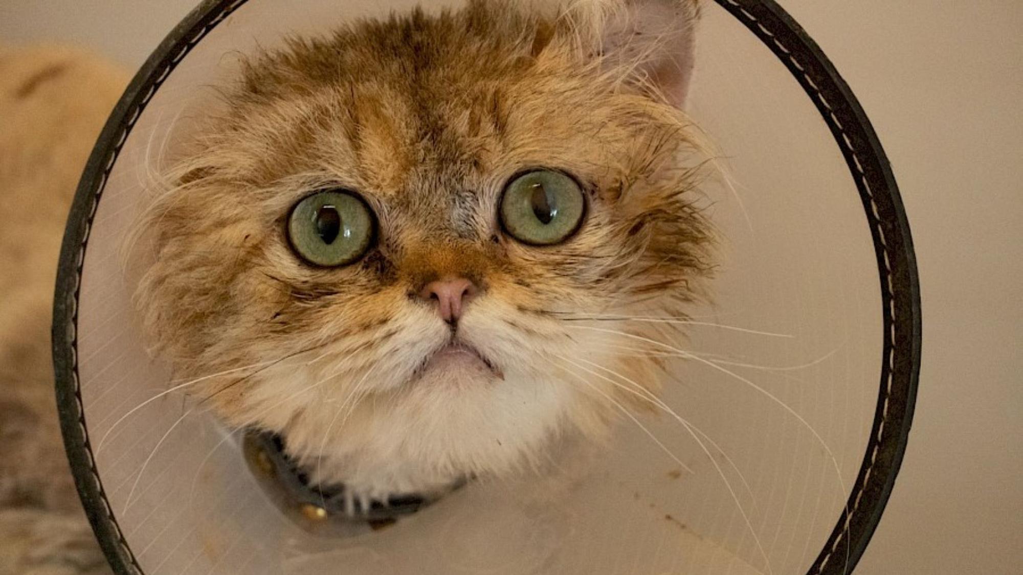Kater Lio trägt eine Halskrause, weil er sich seinen Schwanz verletzt hat.