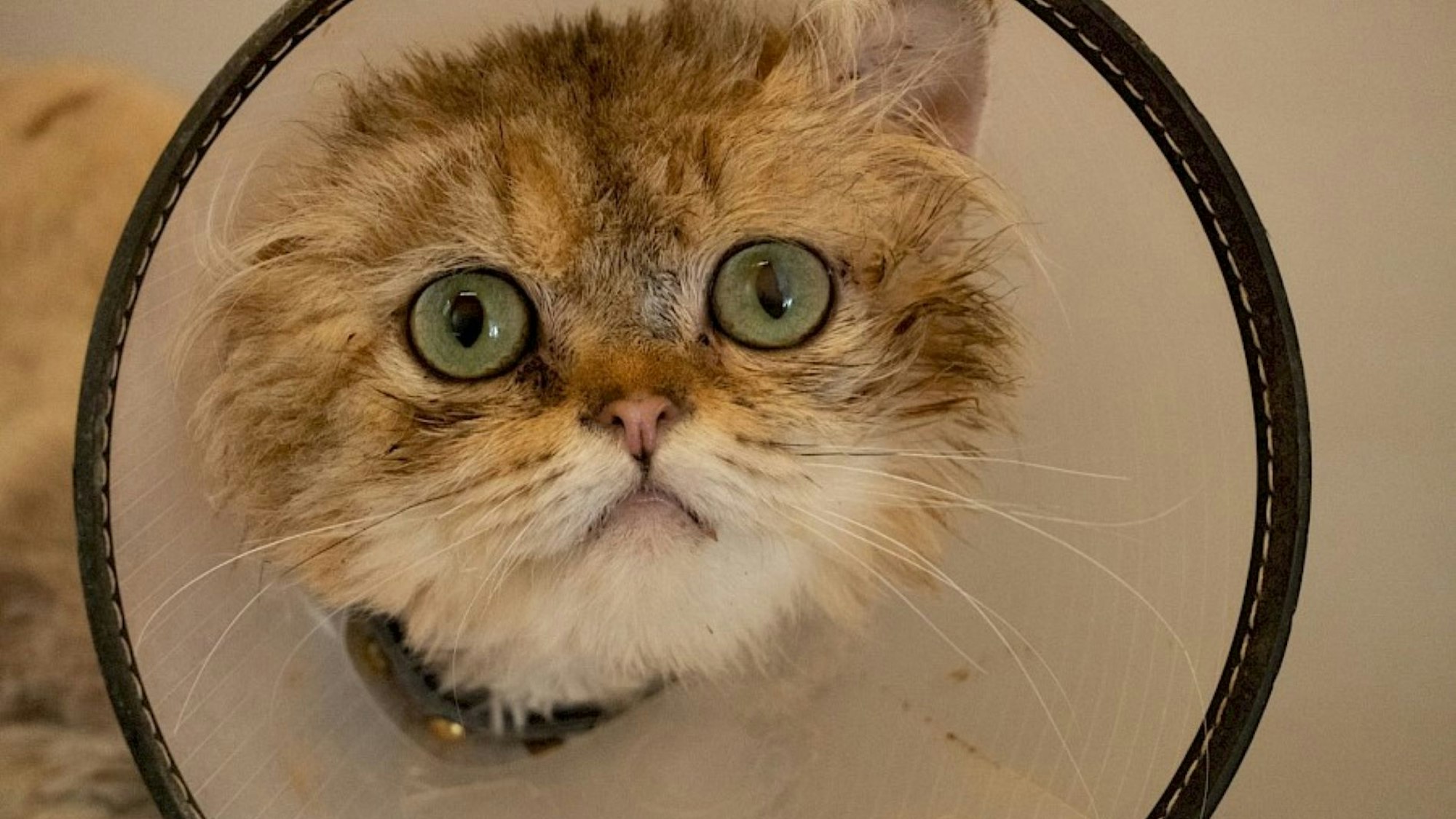 Kater Lio trägt eine Halskrause, weil er sich seinen Schwanz verletzt hat.