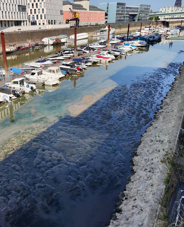Die Boote im Rheinauhafen in Köln stecken aufgrund des niedrigen Pegels im Schlamm fest.