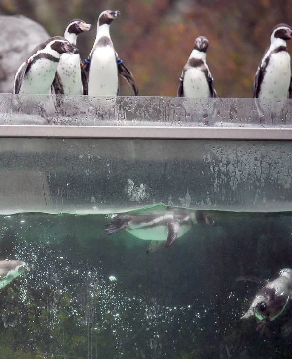 Humboldtpinguine baden im Zoo in Köln im Wasserbecken ihres Geheges.