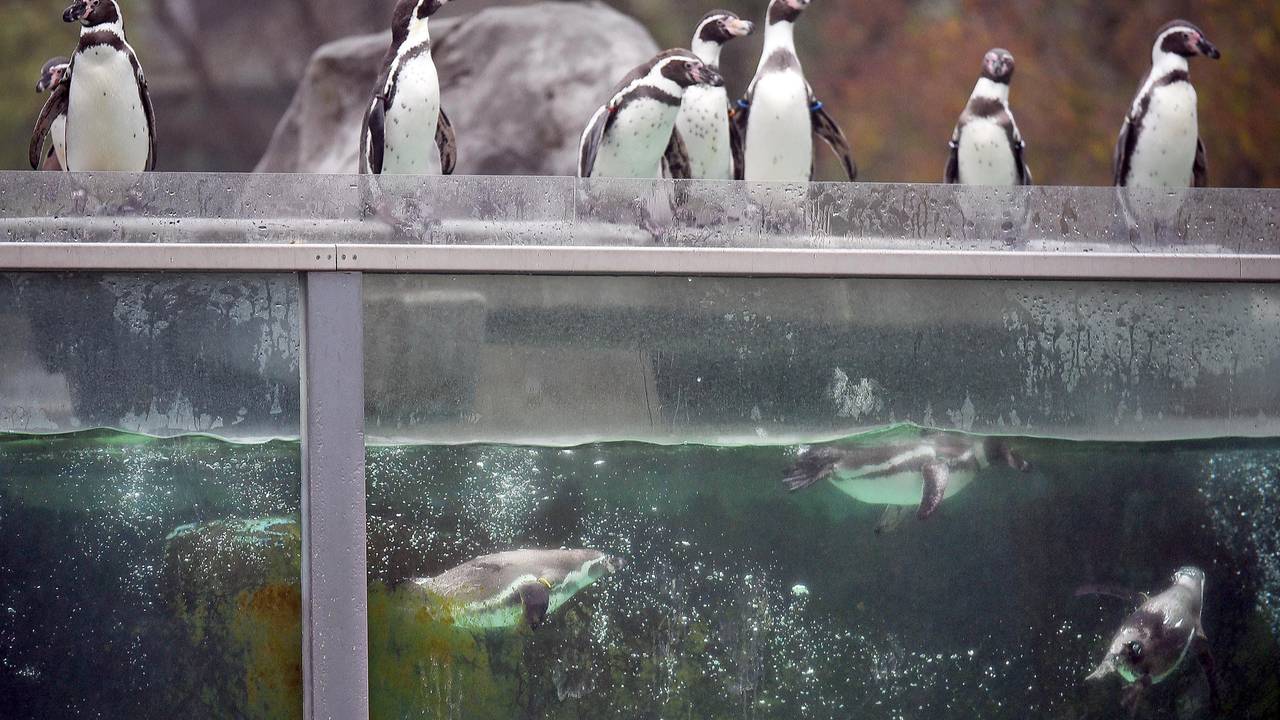 Humboldtpinguine baden im Zoo in Köln im Wasserbecken ihres Geheges.