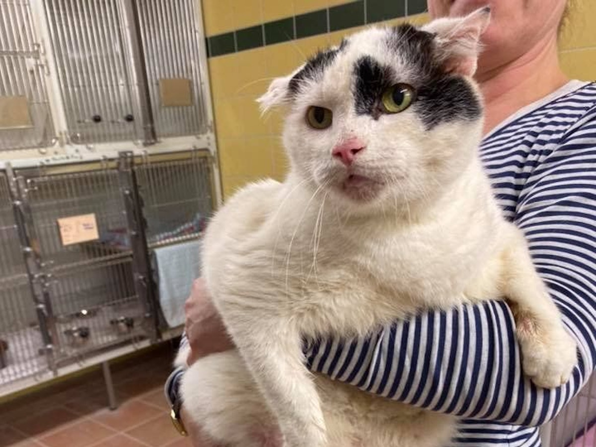 Eine Mitarbeiterin des Kölner Tierheims hält den dicken Kater Dirk auf dem Arm.