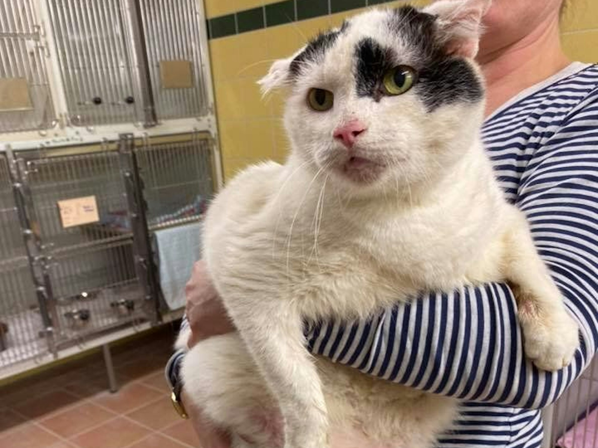 Eine Mitarbeiterin des Kölner Tierheims hält den dicken Kater Dirk auf dem Arm.