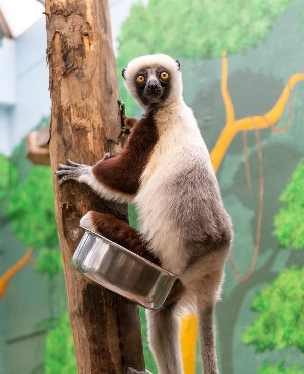 Eins der beiden Coquerel-Sifakas im Kölner Zoo schaut in die Kamera.