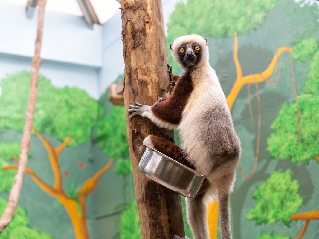 Eins der beiden Coquerel-Sifakas im Kölner Zoo schaut in die Kamera.