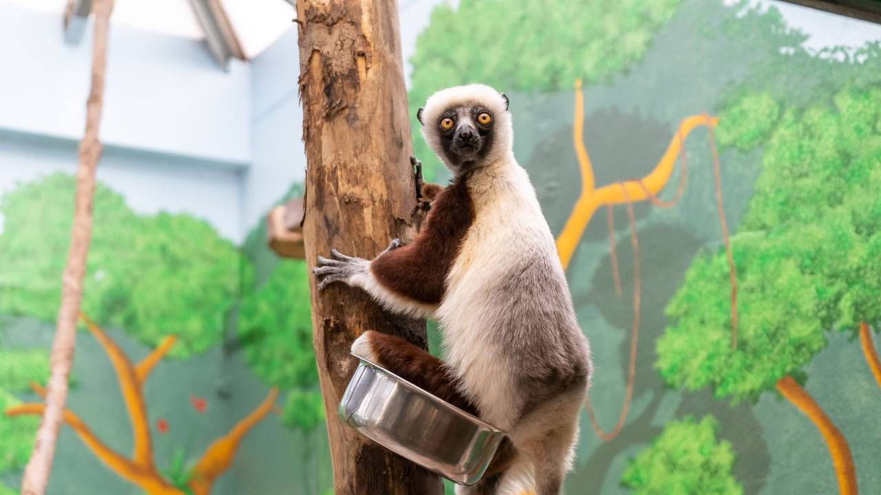 Eins der beiden Coquerel-Sifakas im Kölner Zoo schaut in die Kamera.