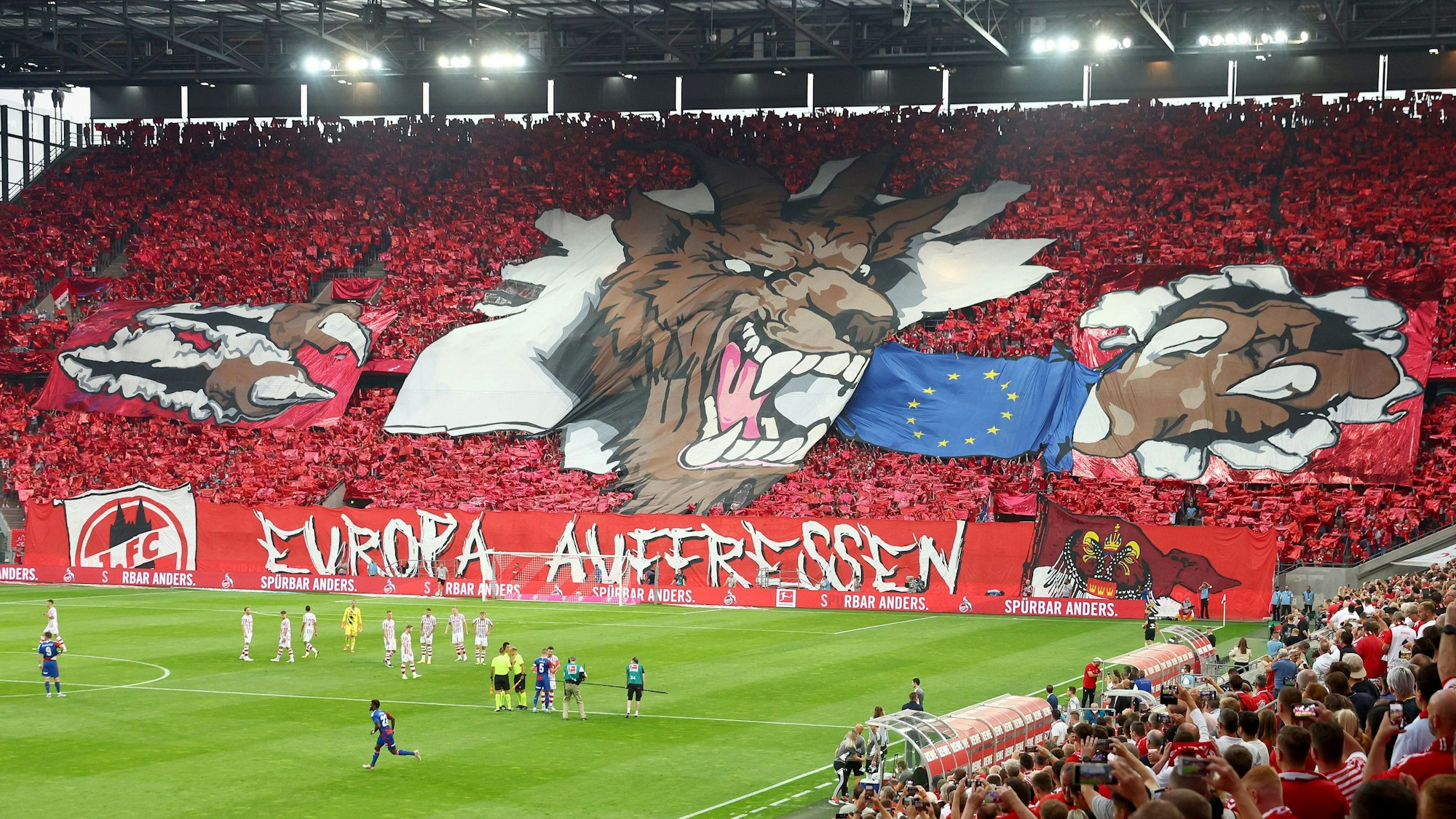 Die Fans des 1. FC Köln sind vor dem Playoff-Hinspiel gegen Fehérvár bereit für Europa, wie die große Choreographie im Rhein-Energie-Stadion zeigt.