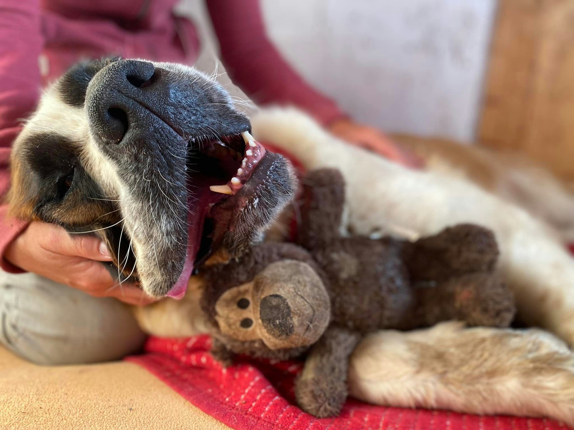 Bernhardiner-Hündin Frieda mit ihrem Bärchen