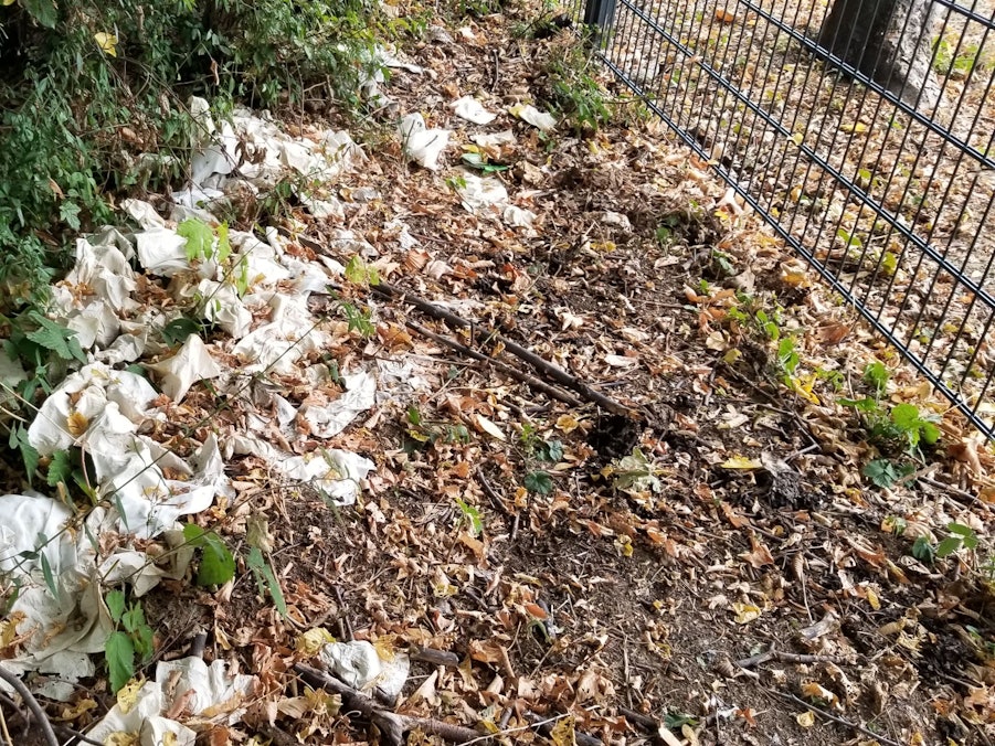 Benutzte Taschentücher liegen im Gebüsch. Vor allem Wildcamper benutzen das Gebüsch direkt neben dem Sportplatz in Köln-Niehl als Toilette.