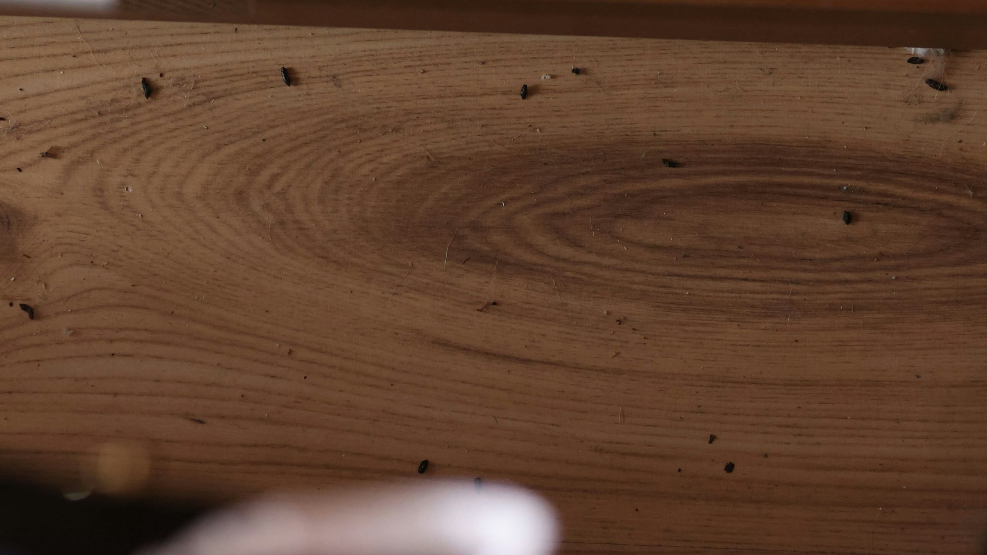 Mäusekot liegt auf dem Fußboden einer Wohnung.