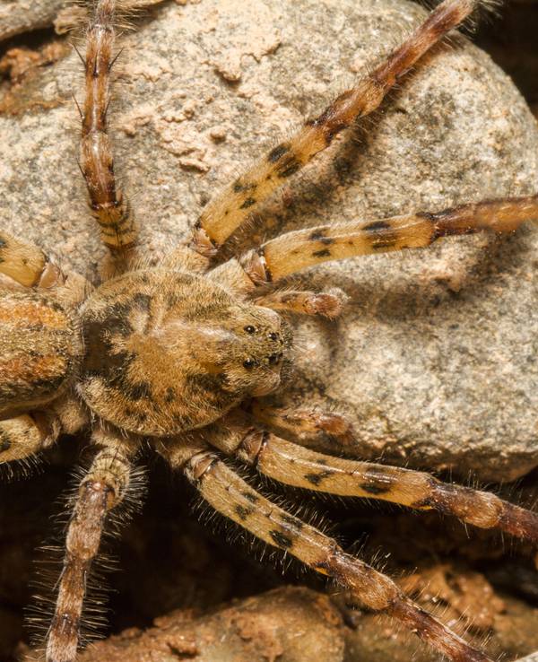 Das Foto zeigt die Zoropsis spinimana auch Nosferatu-Spinne genannt. Hierbei handelt es sich um eine Vergrößerung. Tatsächlich ist die Spinne ungefähr eineinhalb Zentimeter groß.