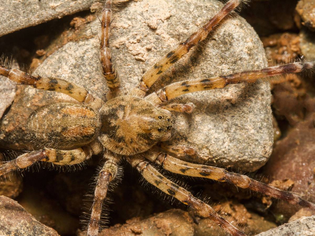 Das Foto zeigt die Zoropsis spinimana auch Nosferatu-Spinne genannt. Hierbei handelt es sich um eine Vergrößerung. Tatsächlich ist die Spinne ungefähr eineinhalb Zentimeter groß.