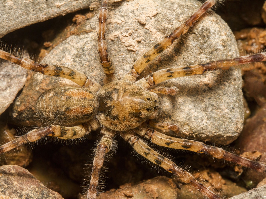 Das Foto zeigt die Zoropsis spinimana auch Nosferatu-Spinne genannt. Hierbei handelt es sich um eine Vergrößerung. Tatsächlich ist die Spinne ungefähr eineinhalb Zentimeter groß.