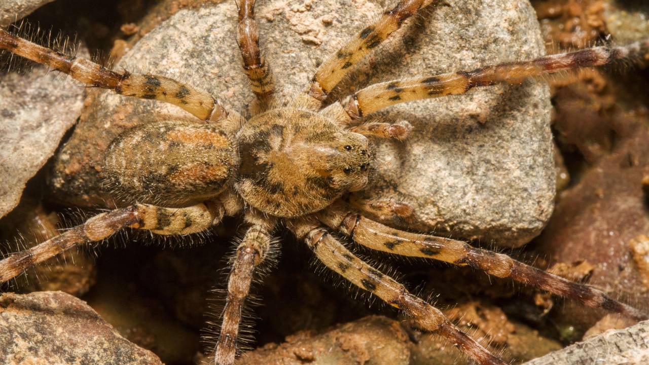 Das Foto zeigt die Zoropsis spinimana auch Nosferatu-Spinne genannt. Hierbei handelt es sich um eine Vergrößerung. Tatsächlich ist die Spinne ungefähr eineinhalb Zentimeter groß.