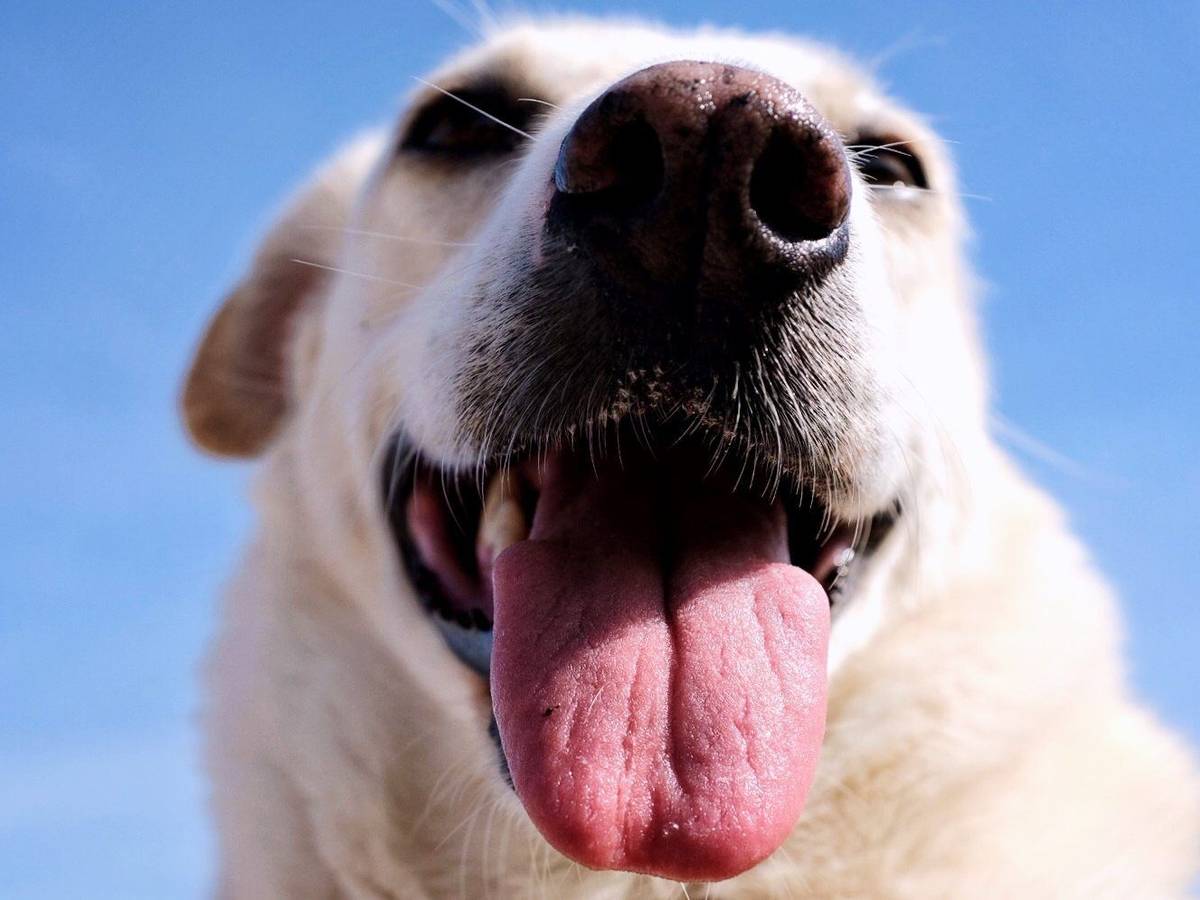 Wer Hunden genau in die Augen blickt, erkennt es: Sie können vor Freude weinen.