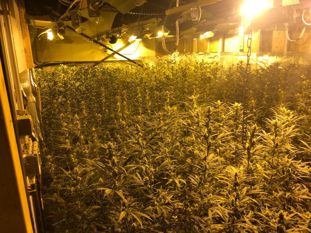 Das Foto zeigt die Cannabisplantage in Belgien.