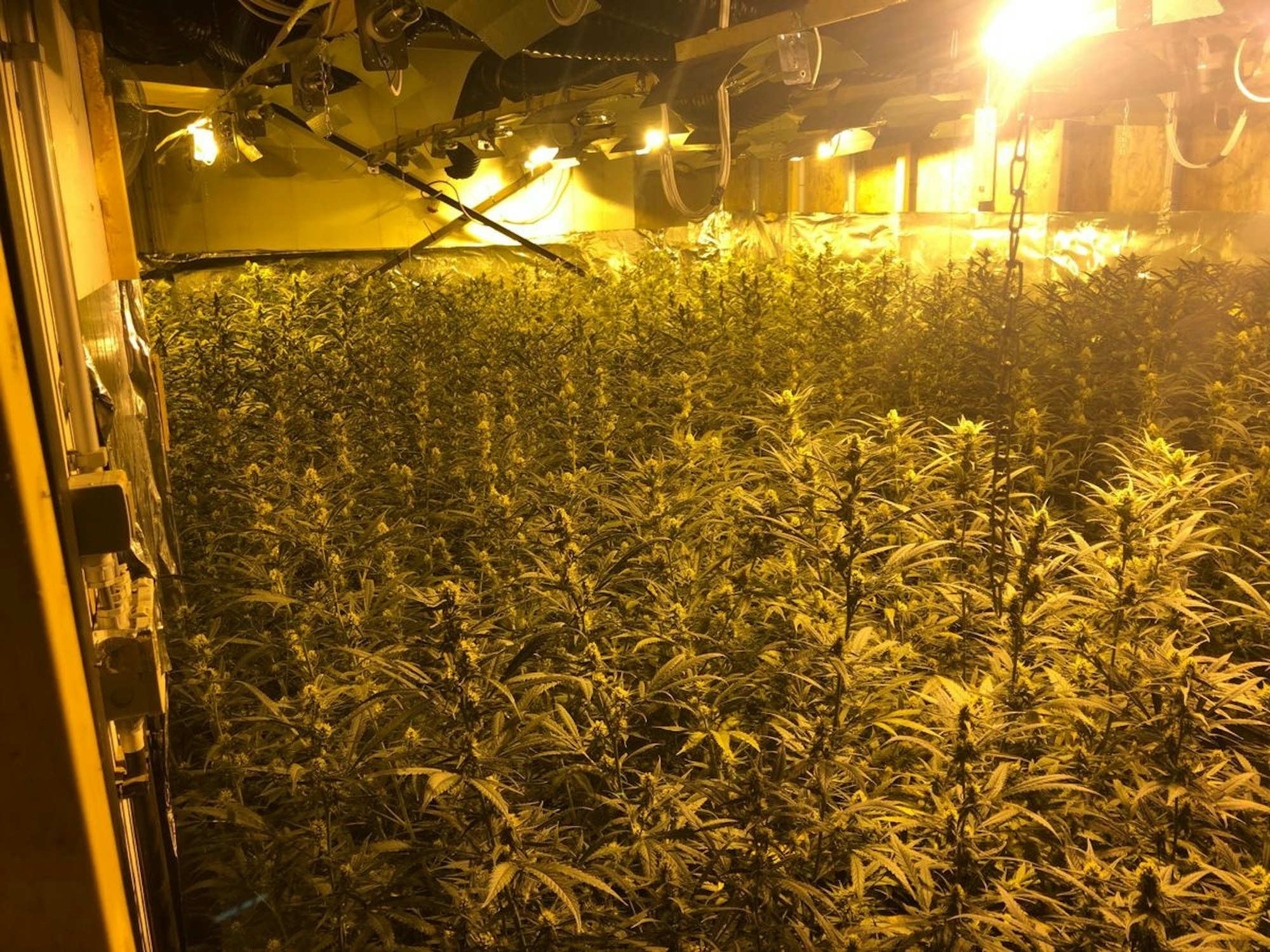 Das Foto zeigt die Cannabisplantage in Belgien.