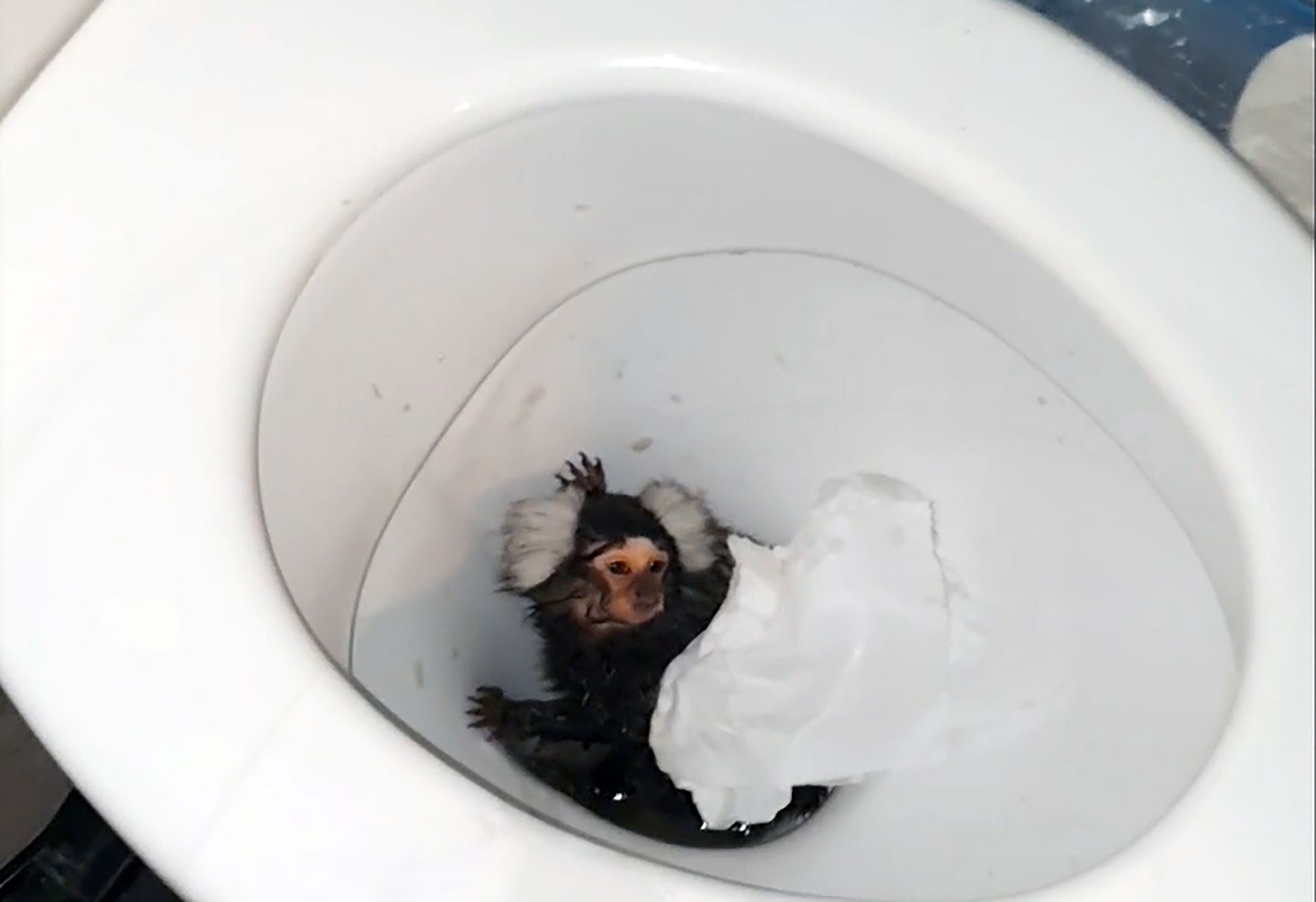 Dieses undatierte von der RSPCA herausgegebene Foto zeigt das Krallenäffchen Milly. Tierschützer in Großbritannien haben ein Krallenäffchen gerettet, das von seiner Besitzerin beinahe in der Toilette heruntergespült wurde.