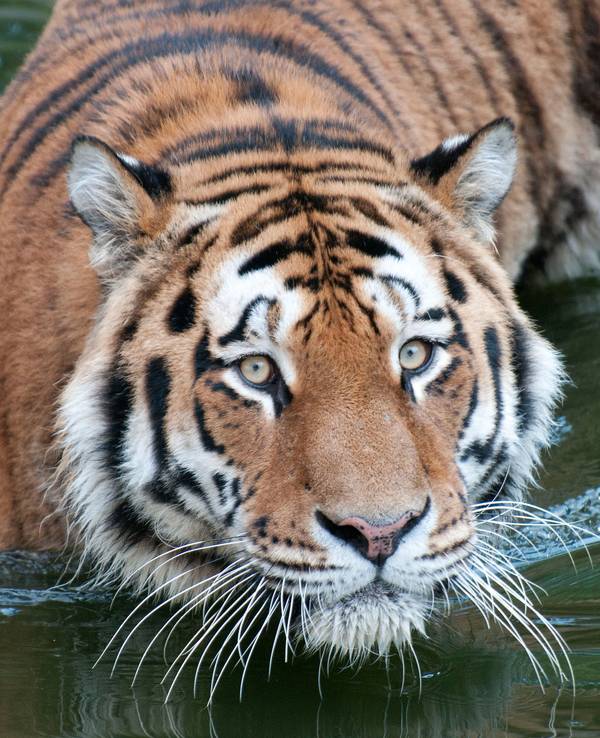 Der Tiger «Altai» geht im Zoo in Köln durch ein Gewässer (Foto vom 31.08.2011).