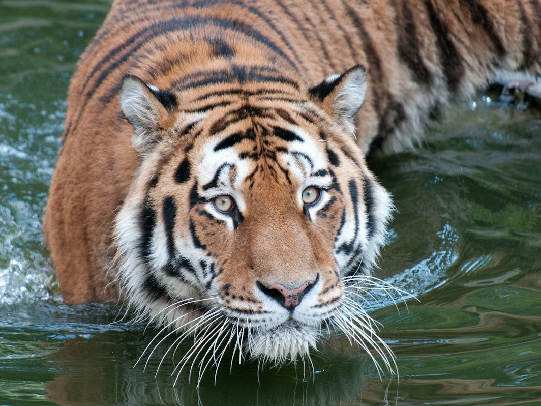 Der Tiger «Altai» geht im Zoo in Köln durch ein Gewässer (Foto vom 31.08.2011).