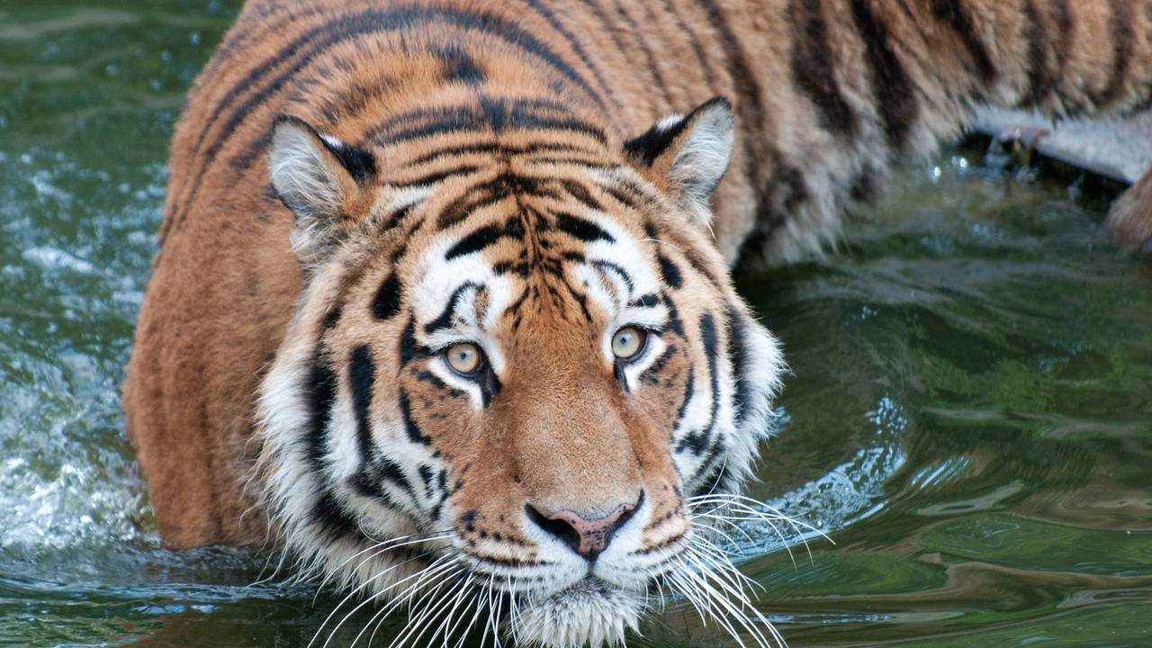 Der Tiger «Altai» geht im Zoo in Köln durch ein Gewässer (Foto vom 31.08.2011).