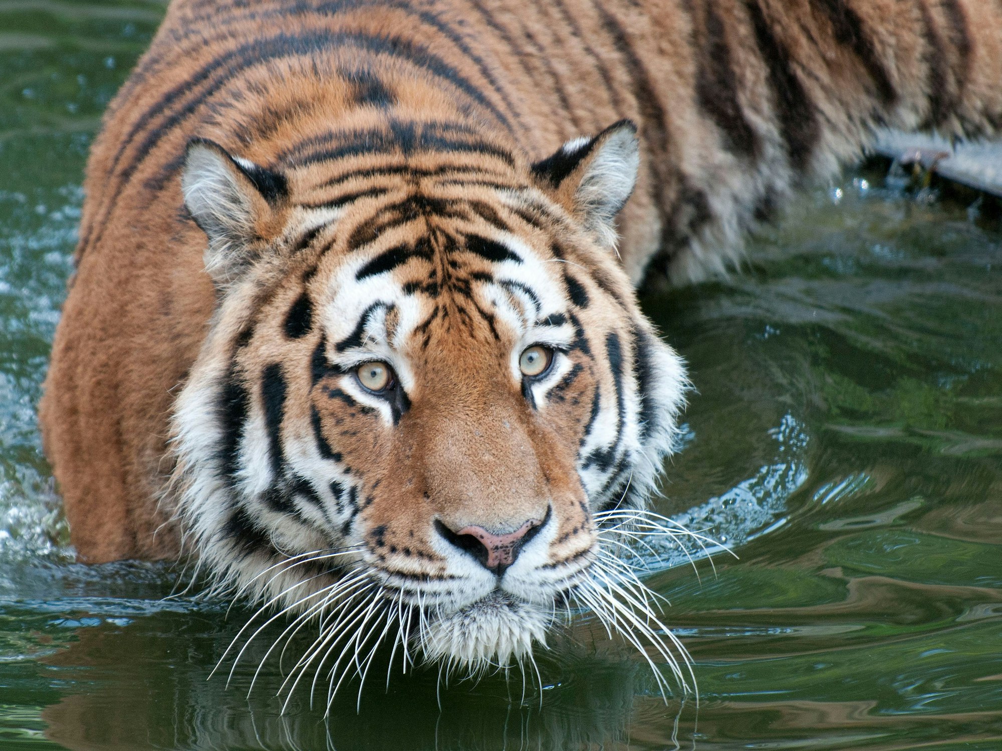 Der Tiger «Altai» geht im Zoo in Köln durch ein Gewässer (Foto vom 31.08.2011).
