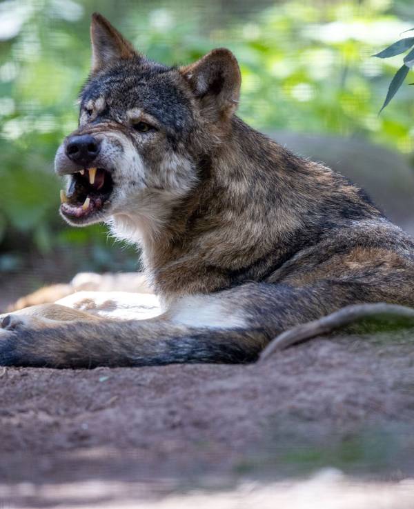 Ein Wolf hat in einem Tierpark in Hessen einen 12-jährigen Jungen verletzt. Unser undatiertes Symbolfoto zeigt einen Wolf im Wildpark-MV in Mecklenburg-Vorpommern.