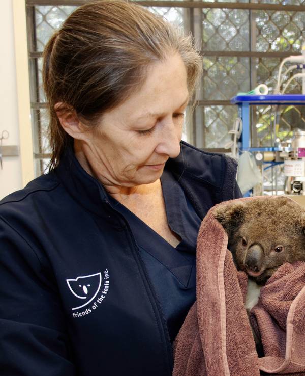 Der kleine Koala Gulliver wird vor seiner Auswilderung, nachdem er untersucht wurde, von Pflegerin Marley Christian gehalten.