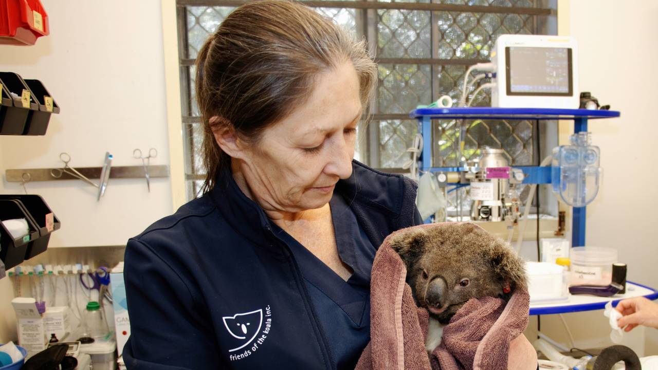 Der kleine Koala Gulliver wird vor seiner Auswilderung, nachdem er untersucht wurde, von Pflegerin Marley Christian gehalten.