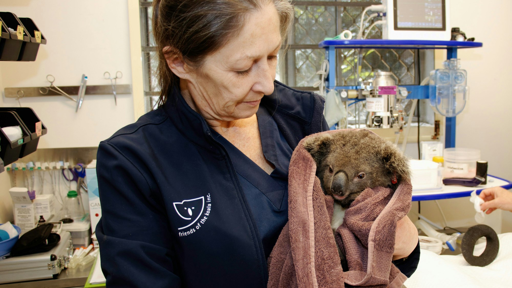 Der kleine Koala Gulliver wird vor seiner Auswilderung, nachdem er untersucht wurde, von Pflegerin Marley Christian gehalten.