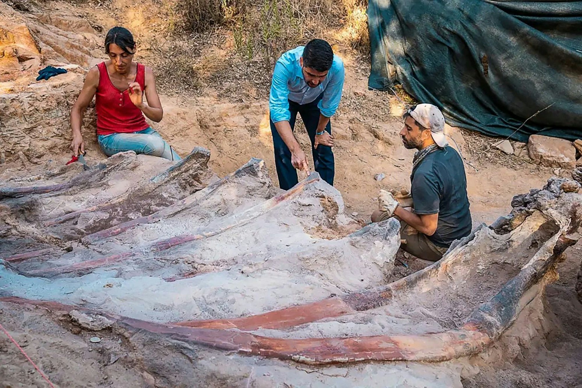 In dem am 29. August 2022 veröffentlichten Foto des Instituts Dom Luiz (Naturwissenschaftliche Fakultät der Universität Lissabon) gräbt gerade ein Forschungsteam das Skelett eine Brachiosaurus aus. Es ist das womöglich größte gefundene Dinosaurier-Skelett Europas.