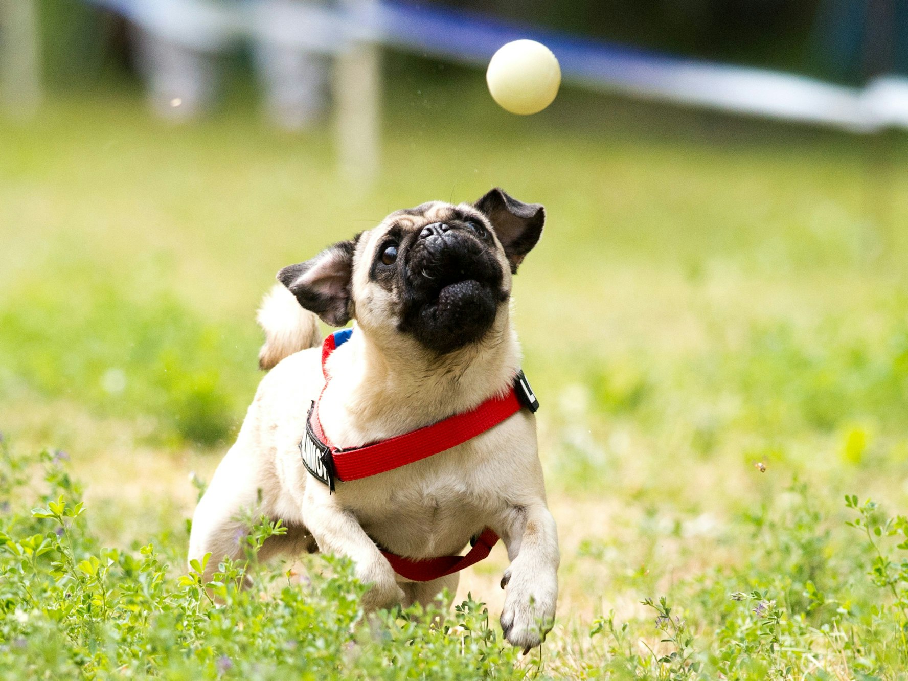 Stiftung Warentest hat einige Hundespielzeuge unter die Lupe genommen. Auf dem Foto (aufgenommen am 3. August 2013 in Berlin) sieht man einen Mops mit einem Ball spielen.