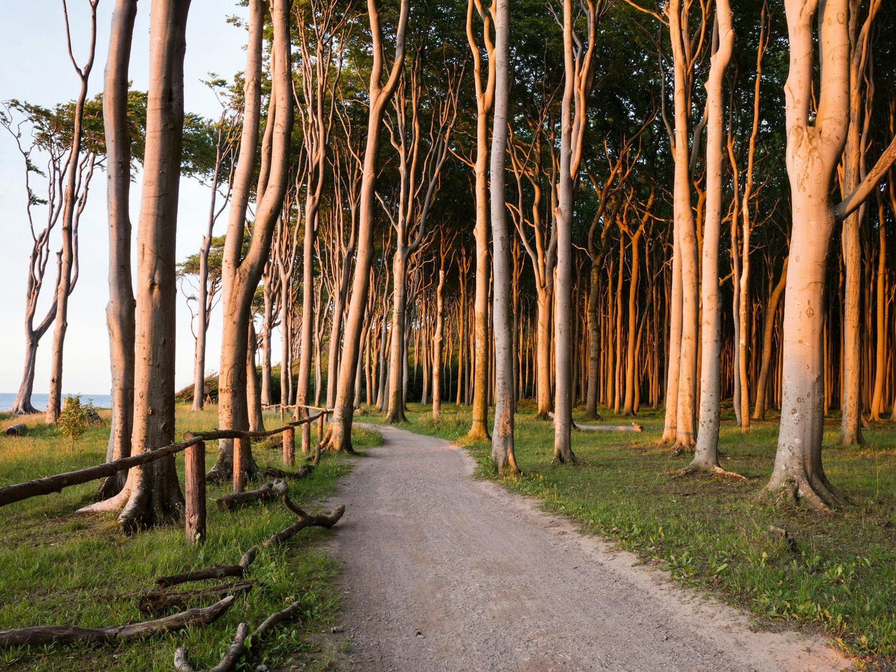Ein mystischer Ort in Mecklenburg-Vorpommern ist der Gespensterwald bei Nienhagen.