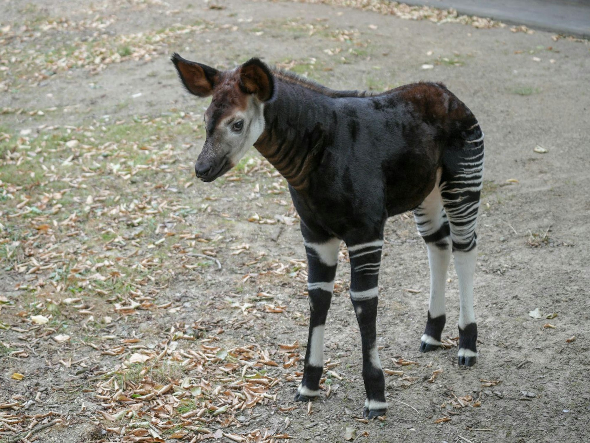 Okapi-Jungtier "Kijana" hat eine schwarz-weiße Streifenzeichnung an Vorder- und Hinterläufen.