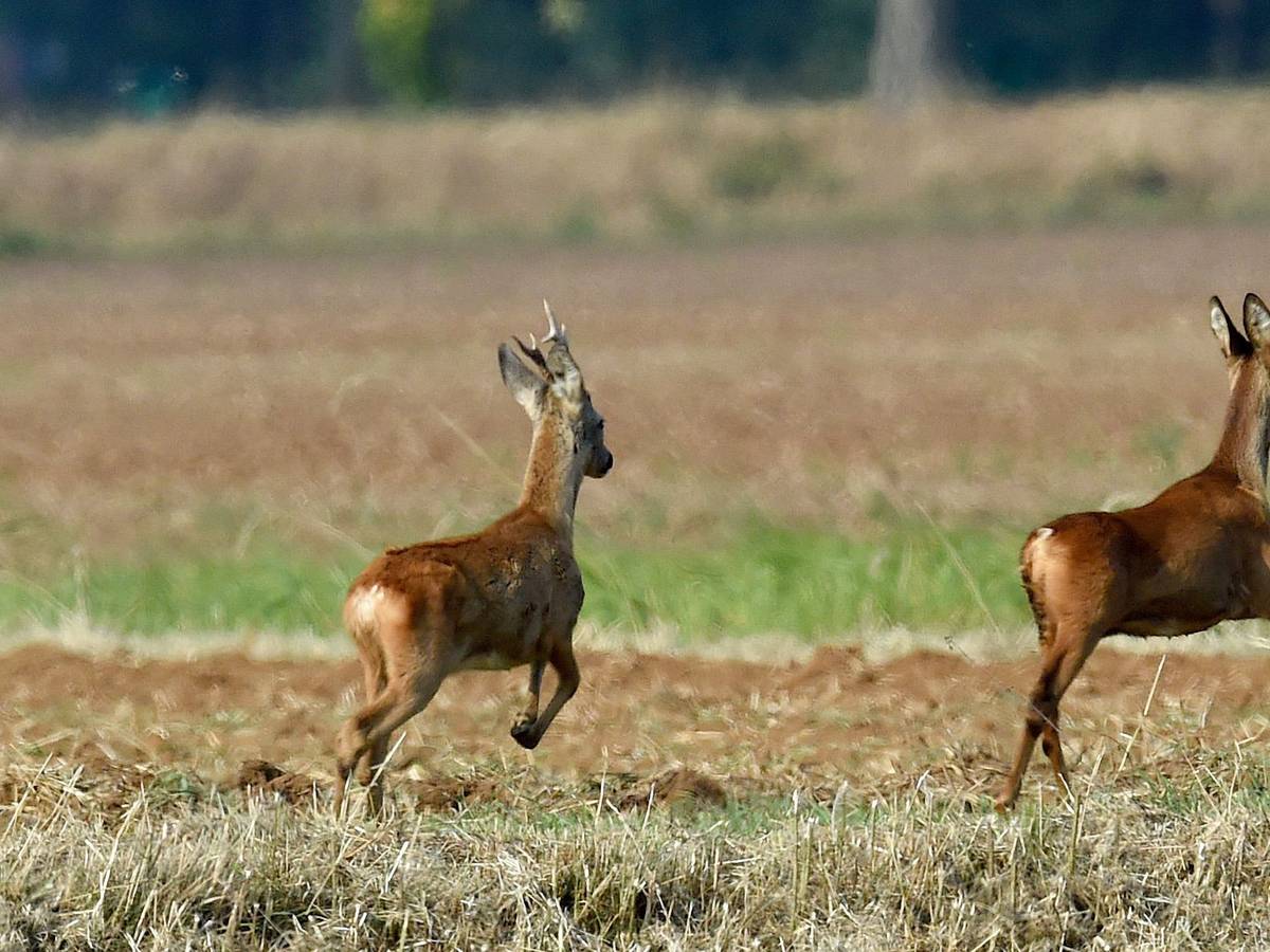 Rehe laufen am 14. September 2016 über einen Acker bei Hannover.