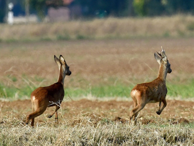 Rehe laufen am 14. September 2016 über einen Acker bei Hannover.