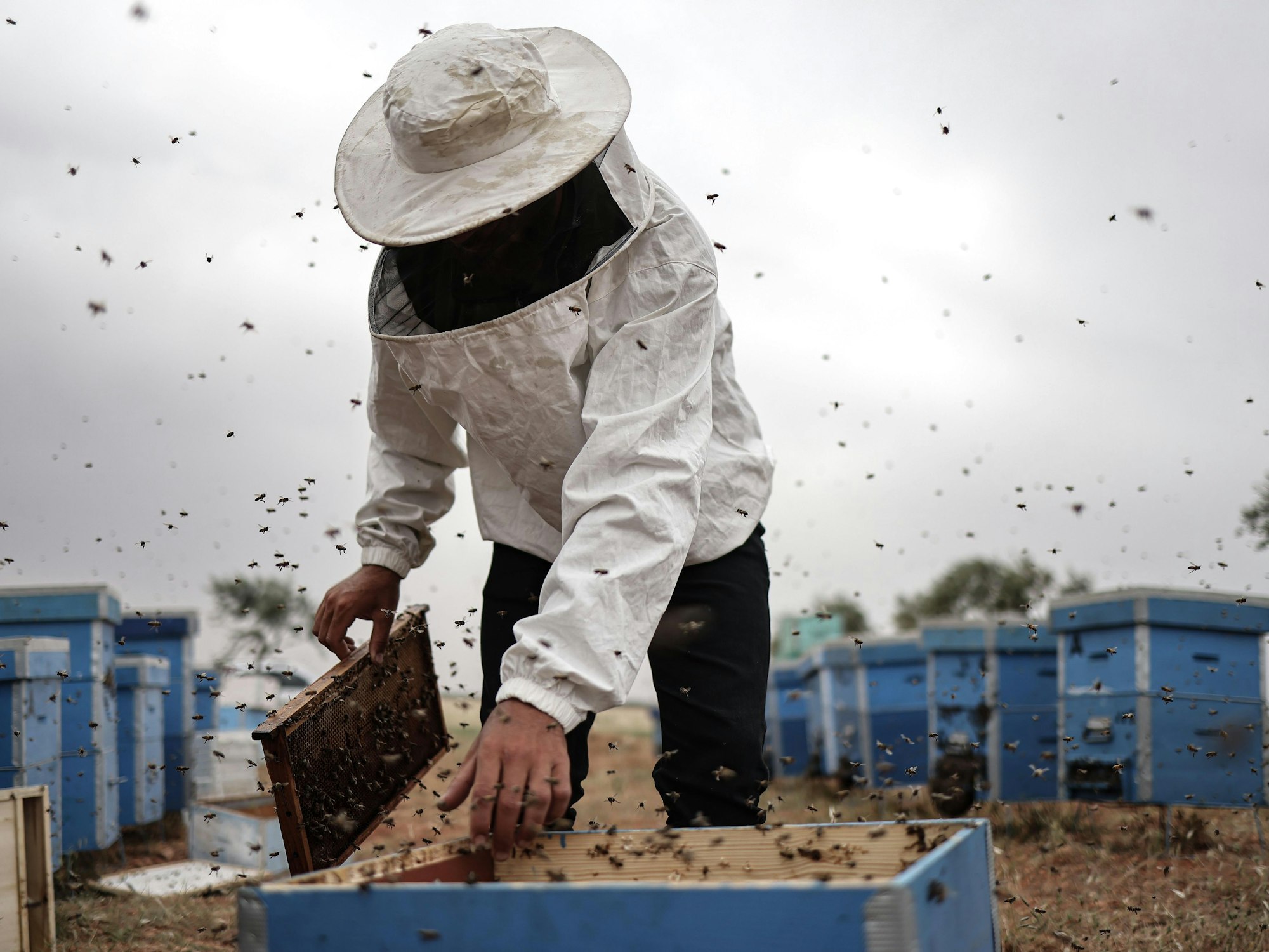 Ein syrischer Imker sammelt Honig aus Bienenstöcken im Gouvernement Idlib