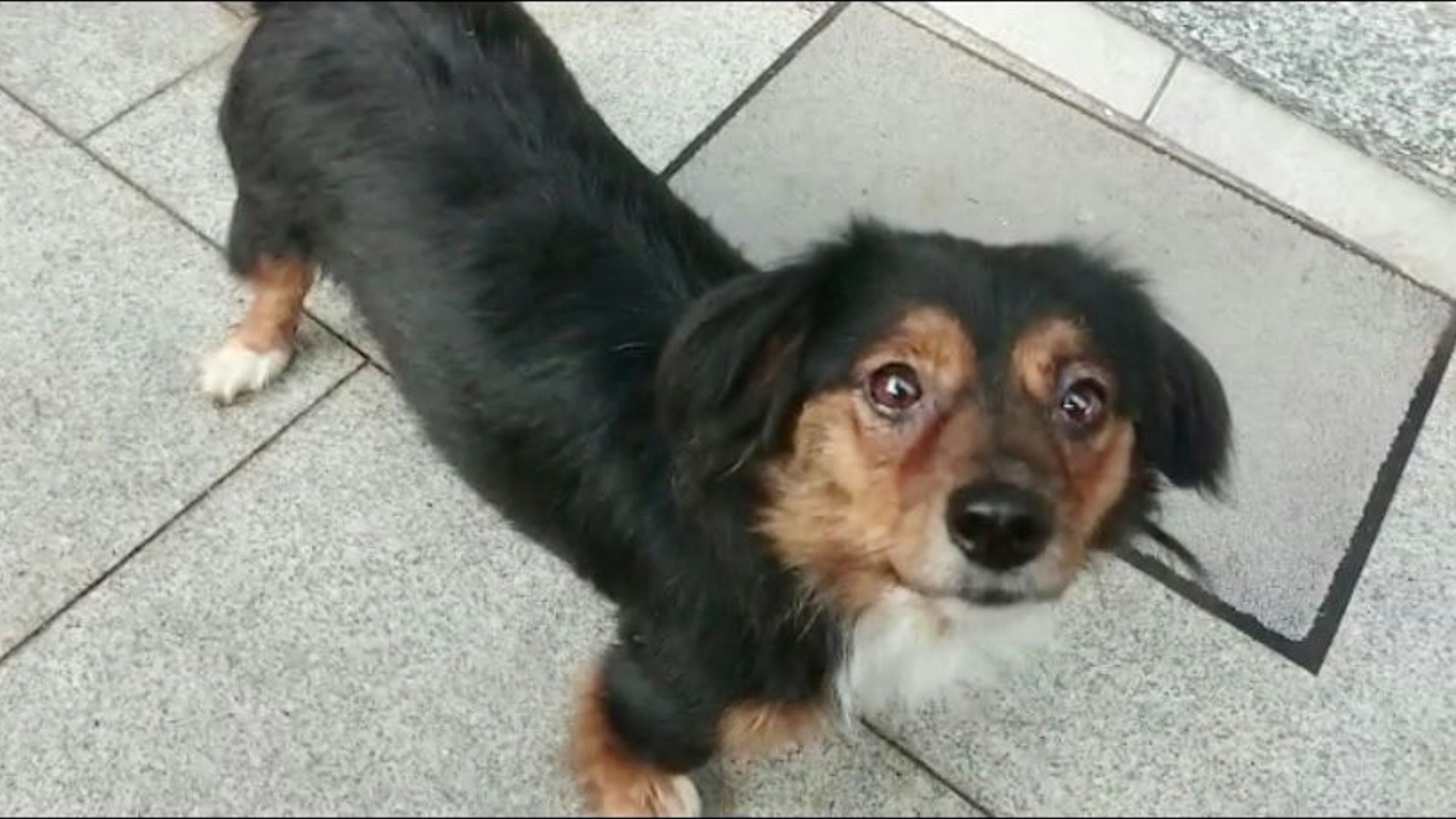 Hund Paul schaut in die Kamera.