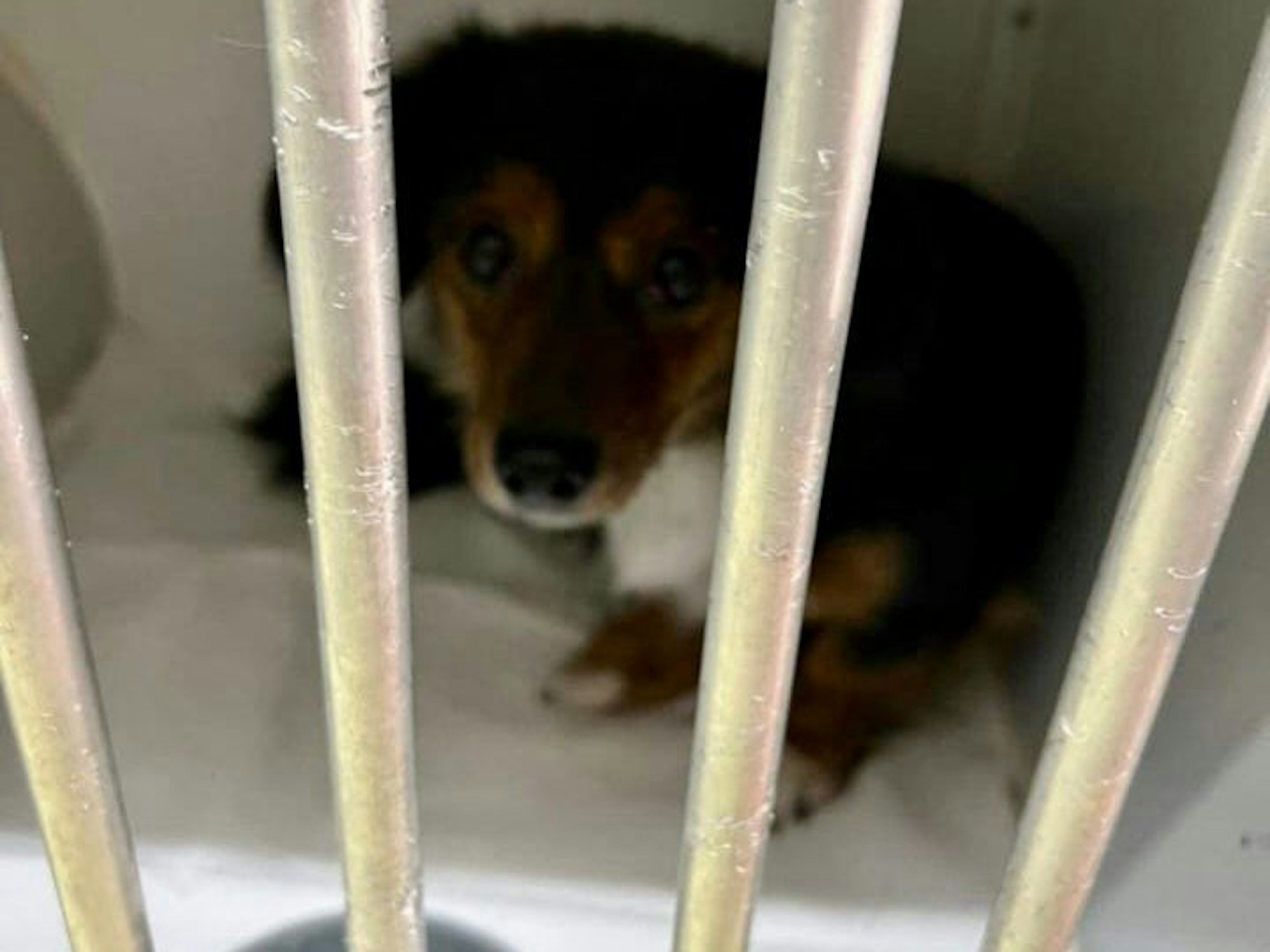 Straßenhund Paul schaut vor seiner Abfahrt aus Rumänien verängstigt in die Kamera.