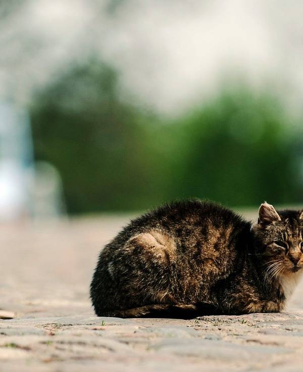 Die Katze lag den Angaben zufolge verletzt auf der Straße, als die Polizei sie fand. Hier ein Symbolfoto von einer Katze auf einer Straße.