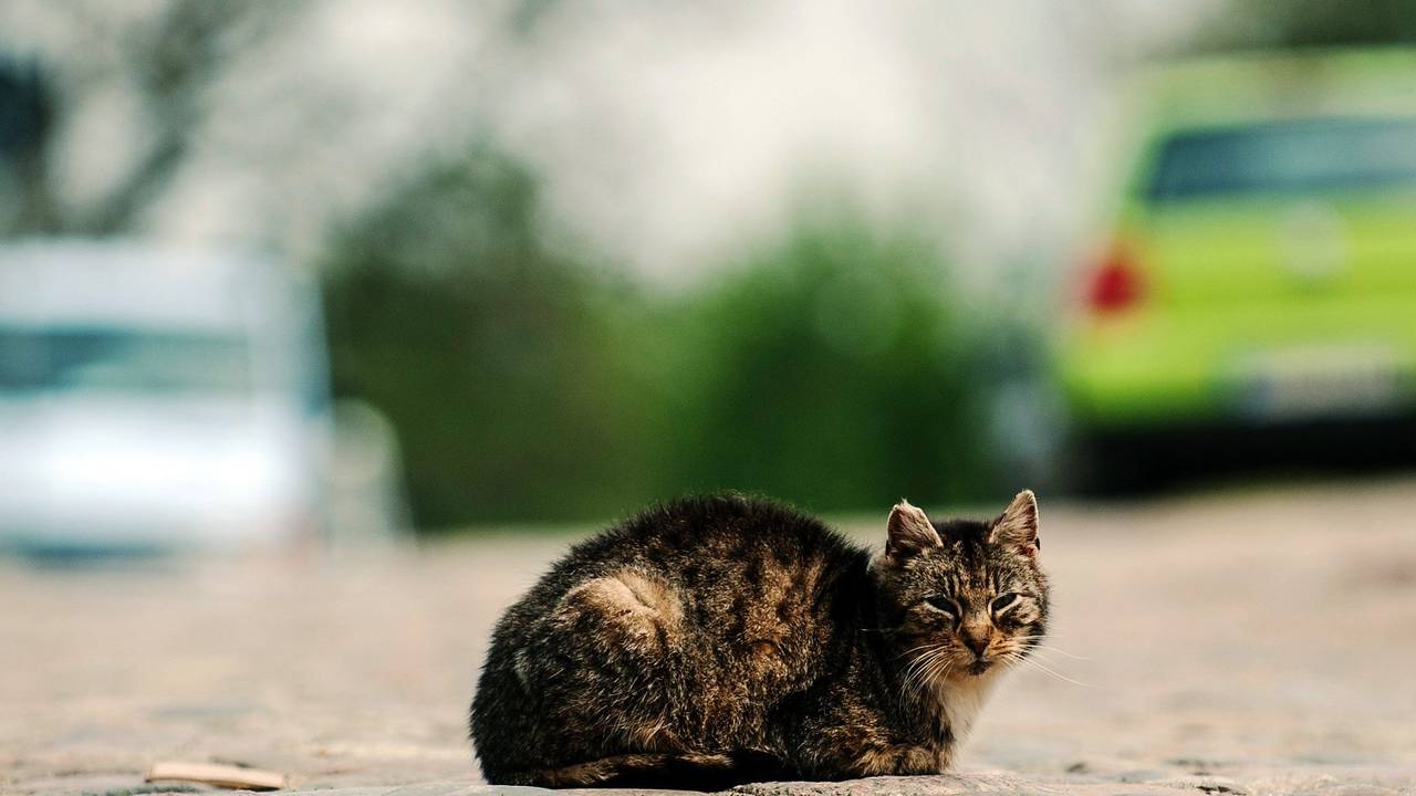 Die Katze lag den Angaben zufolge verletzt auf der Straße, als die Polizei sie fand. Hier ein Symbolfoto von einer Katze auf einer Straße.