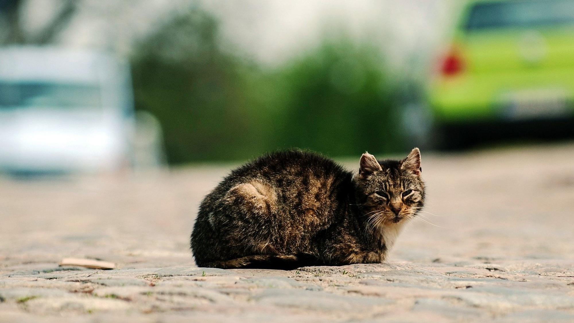 Die Katze lag den Angaben zufolge verletzt auf der Straße, als die Polizei sie fand. Hier ein Symbolfoto von einer Katze auf einer Straße.