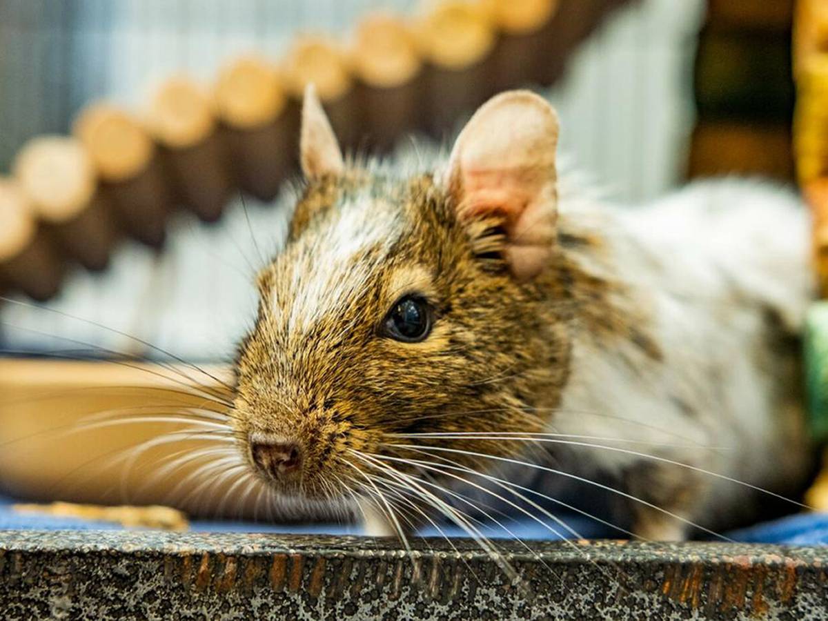 Ein Degu aus Großbritannien sitzt in seinem kleinen Stall.