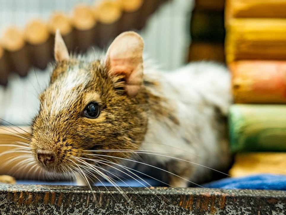 Ein Degu aus Großbritannien sitzt in seinem kleinen Stall.