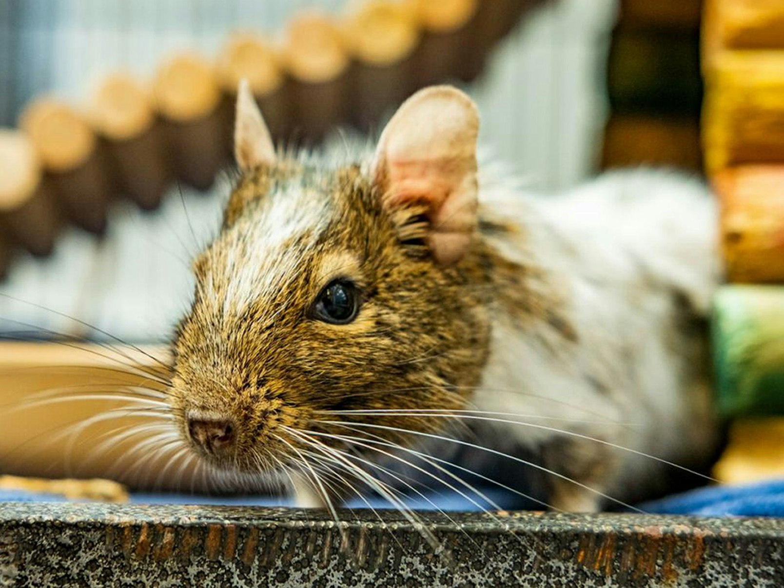 Ein Degu aus Großbritannien sitzt in seinem kleinen Stall.