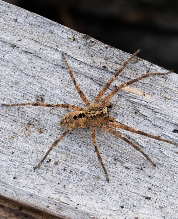 Das Foto zeigt eine Nosferatu-Spinne auf einem Holzblock.