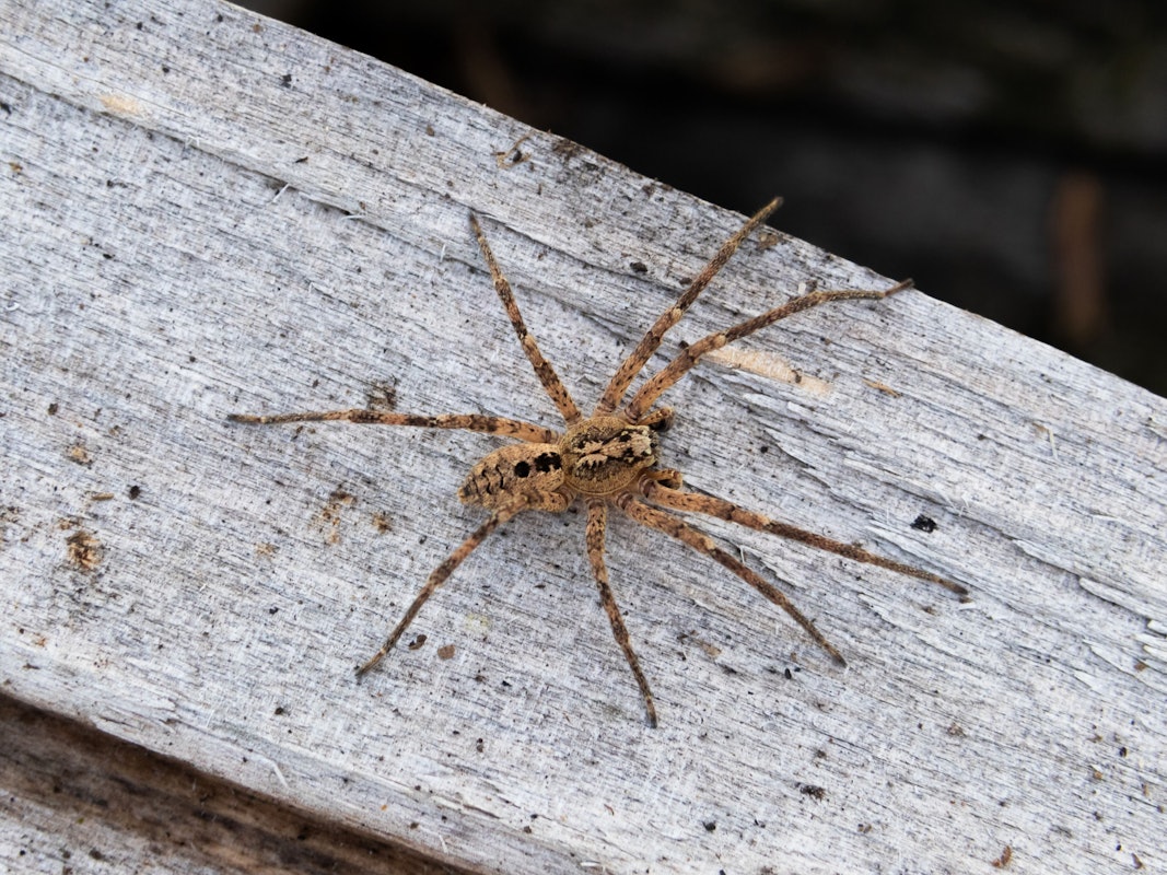 Das Foto zeigt eine Nosferatu-Spinne auf einem Holzblock.